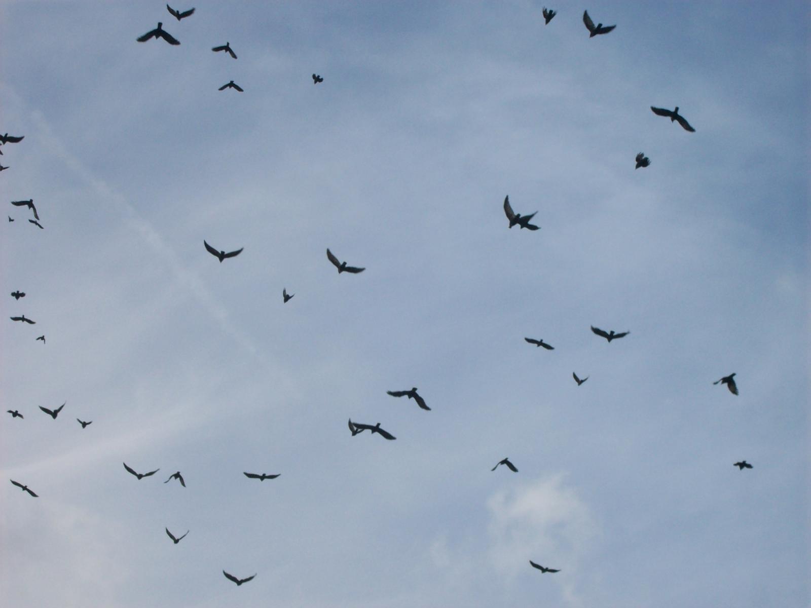 Zoom 18.10.2008-155.jpg